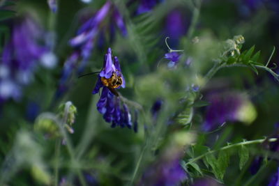 Bee pollinating on purple flowering plant