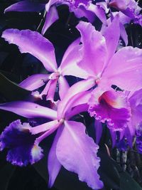 Close-up of purple flowers