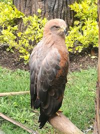 Close-up of bird