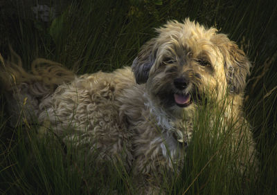 Close-up portrait of dog on field