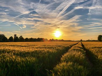 Scenic view of agricultural field against sky during sunset