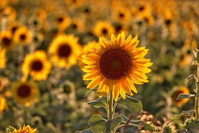 Close-up of sunflower on field