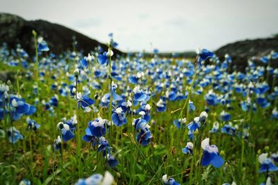 Close-up of blue poppy flowers blooming in field