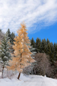 Trees on snow covered field against sky