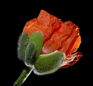 Close-up of orange rose over black background