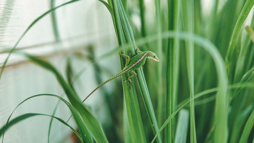 Close-up of insect on grass