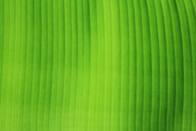 Full frame shot of palm leaf