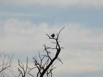 Low angle view of bird perching on branch against sky