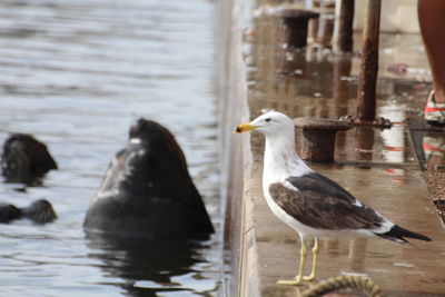 Close-up of seagull on wooden post