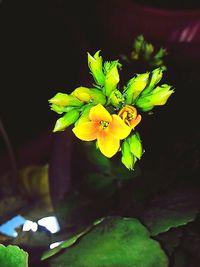 Close-up of yellow flower