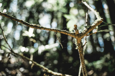 Close-up of dried plant on branch