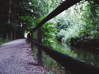 Road amidst trees in forest
