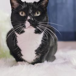 pet