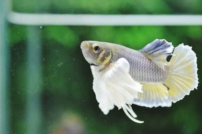 Close-up of bird flying