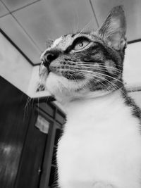 Close-up of a cat looking away at home