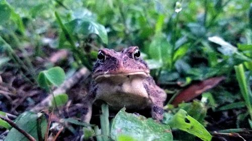 Close-up of lizard on land