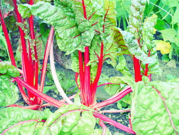 High angle view of red plant