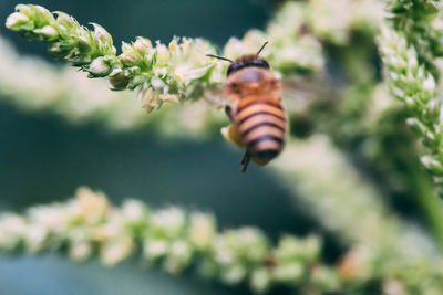 Close-up of butterfly pollinating flower