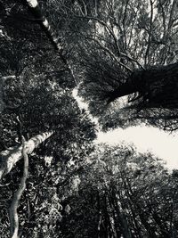 Low angle view of trees in forest