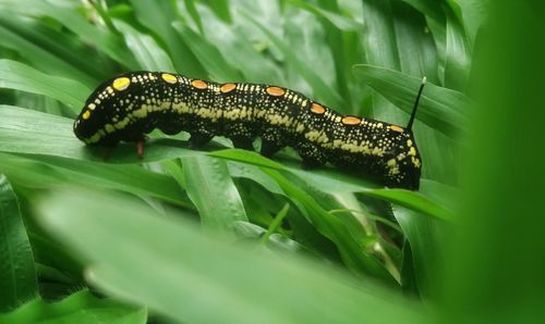 Close-up of caterpillar on leaf