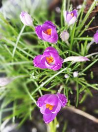 Close-up of purple flowers blooming outdoors