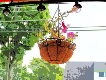 Low angle view of flowers