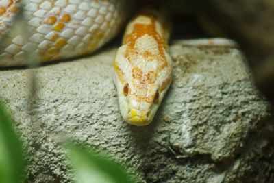 Close-up of a lizard on rock