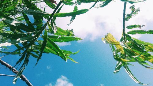 Low angle view of tree against sky