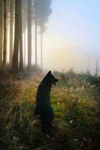 Shadow of a dog on field