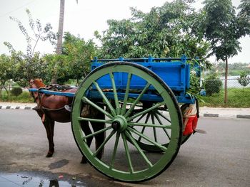 Horse cart against trees