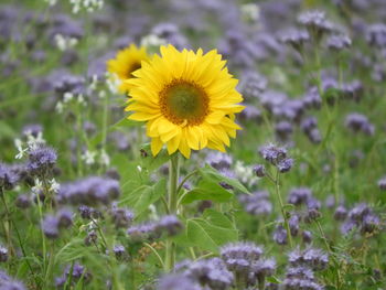Close-up of yellow flowering plant on field