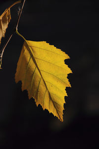 Close-up of yellow leaf on water