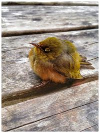 Close-up of bird