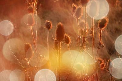 Full frame shot of plants at sunset