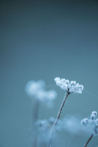 Close-up of frozen plant