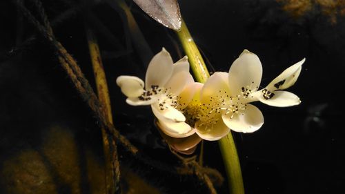 Close-up of white flower