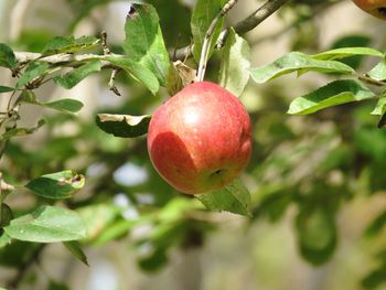 Close-up of apple on tree