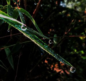 Close-up of insect on plant