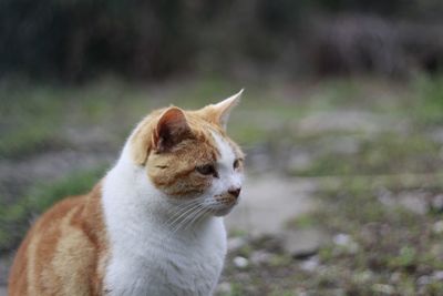 Close-up portrait of cat