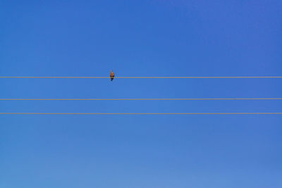 Low angle view of bird flying against clear blue sky