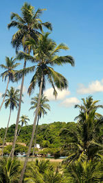 Low angle view of coconut palm trees against sky