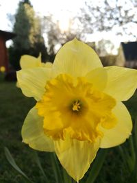 Close-up of yellow hibiscus blooming outdoors