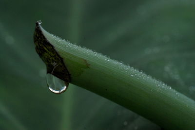 Close-up of water drop on leaf