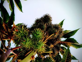 Low angle view of flower tree against sky