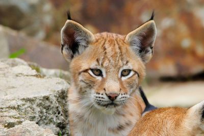 Close-up portrait of a lynx 