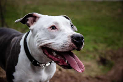 Close-up of dog looking away