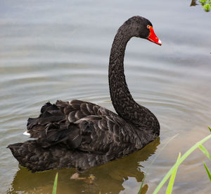 Swan swimming in lake