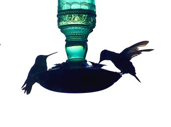 bird
