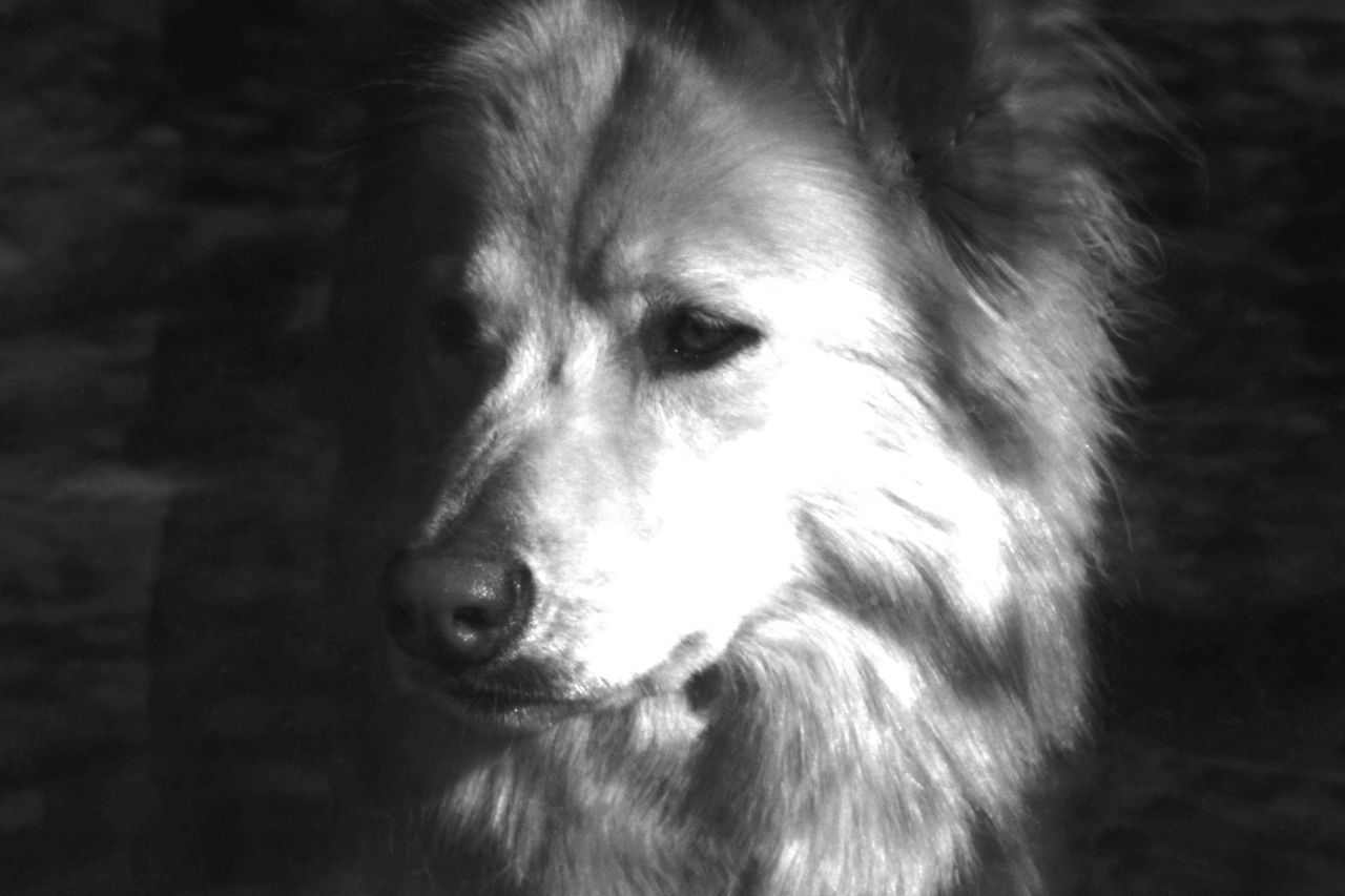 PORTRAIT OF DOG