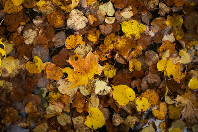 Full frame shot of dry leaves on field
